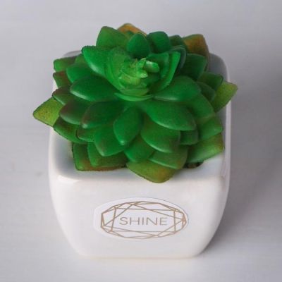 Суккулент в керамическом горшочке Shine, 7.5 × 5.5 × 6 см