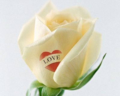 Надписи и фото на живых цветах!!!