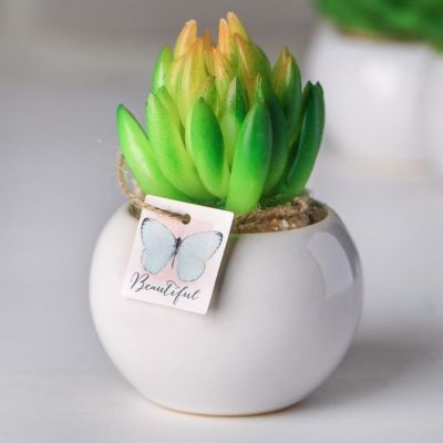 Суккулент в керамическом горшочке Beautiful, 9.5 × 7.5 × 7.5 см