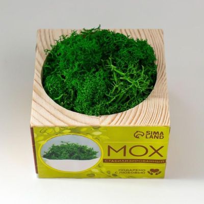 Кашпо со стабилизированным мхом "Хорошего настроения"