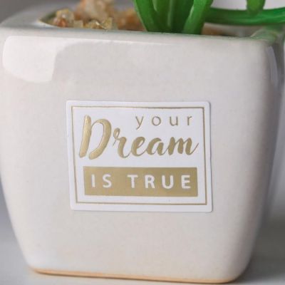Суккулент в керамическом горшочке Your dream is true, 10.5 × 5.5 × 6 см
