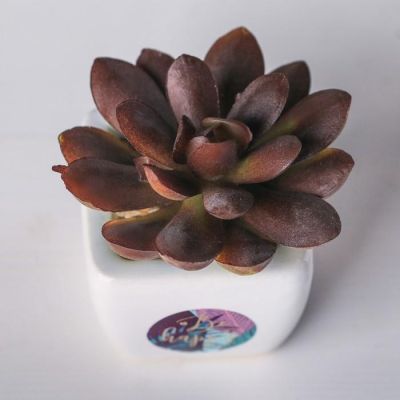 Суккулент в керамическом горшочке Be happy, 7.5 × 5.5 × 6 см
