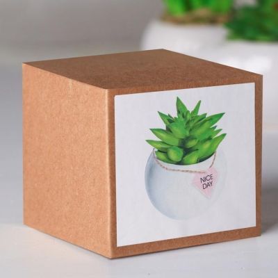 Суккулент в керамическом горшочке Nice day, 7 × 7.5 × 7.5 см