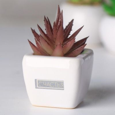 Суккулент в керамическом горшочке «Счастья», 7.5 × 5.5 × 6 см