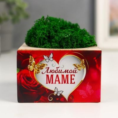 Кашпо со стабилизированным мхом "Любимой маме"