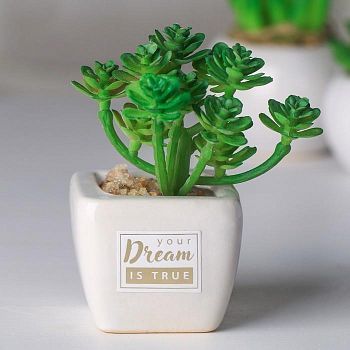 Суккулент в керамическом горшочке Your dream is true, 10.5 × 5.5 × 6 см