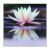 Картина "Кувшинка на воде" 30*30 см