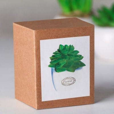 Суккулент в керамическом горшочке Shine, 7.5 × 5.5 × 6 см