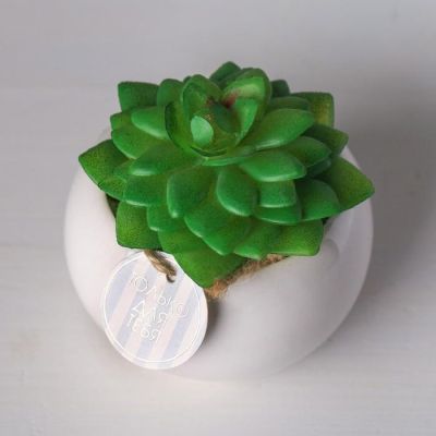 Суккулент в керамическом горшочке «Только для тебя», 7 × 7.5 × 7.5 см