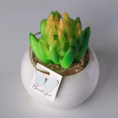 Суккулент в керамическом горшочке Beautiful, 9.5 × 7.5 × 7.5 см