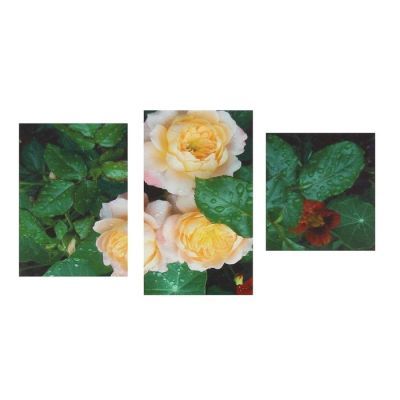 Картина модульная на подрамнике "Садовые розы" 90х60 см (30х60, 30х40, 30х50)
