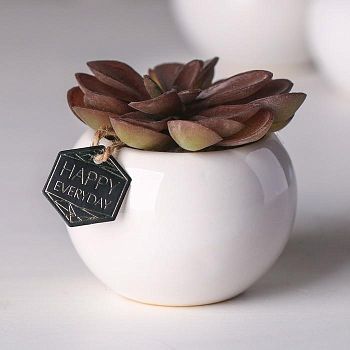 Суккулент в керамическом горшочке Happy everyday, 7 × 7.5 × 7.5 см