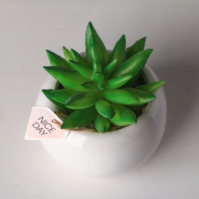 Суккулент в керамическом горшочке Nice day, 7 × 7.5 × 7.5 см