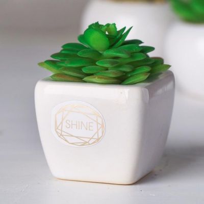 Суккулент в керамическом горшочке Shine, 7.5 × 5.5 × 6 см