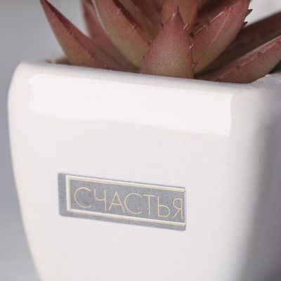 Суккулент в керамическом горшочке «Счастья», 7.5 × 5.5 × 6 см