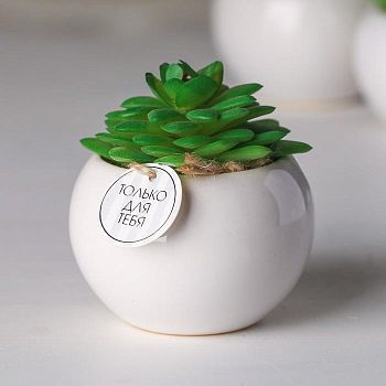 Суккулент в керамическом горшочке «Только для тебя», 7 × 7.5 × 7.5 см