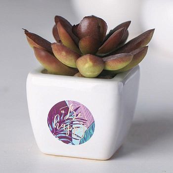 Суккулент в керамическом горшочке Be happy, 7.5 × 5.5 × 6 см