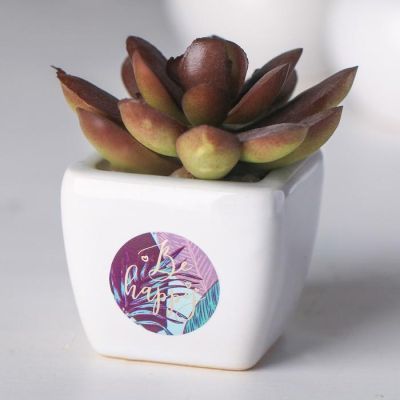 Суккулент в керамическом горшочке Be happy, 7.5 × 5.5 × 6 см
