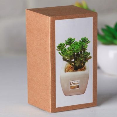 Суккулент в керамическом горшочке Your dream is true, 10.5 × 5.5 × 6 см
