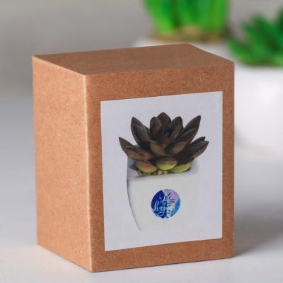 Суккулент в керамическом горшочке Be happy, 7.5 × 5.5 × 6 см