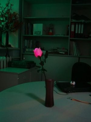 Светящаяся роза в вазе (розовая) h=30см