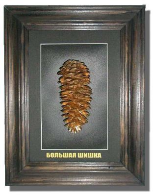"Большая шишка" сувенир  в рамке (В 30 см Ш 22 см)