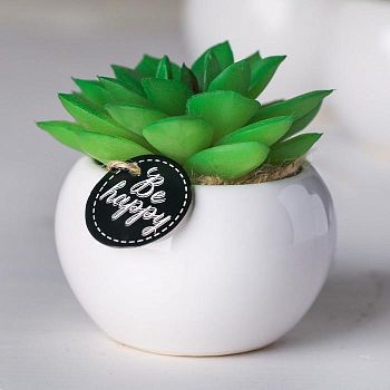Суккулент в керамическом горшочке Be happy, 7 × 7.5 × 7.5 см