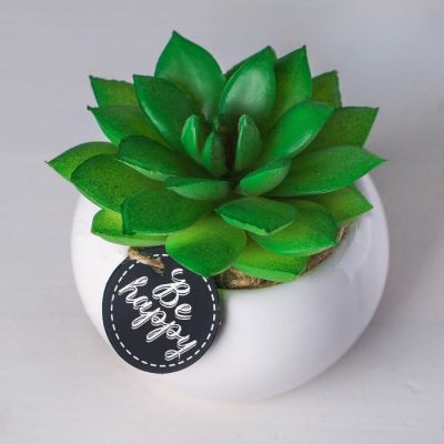 Суккулент в керамическом горшочке Be happy, 7 × 7.5 × 7.5 см