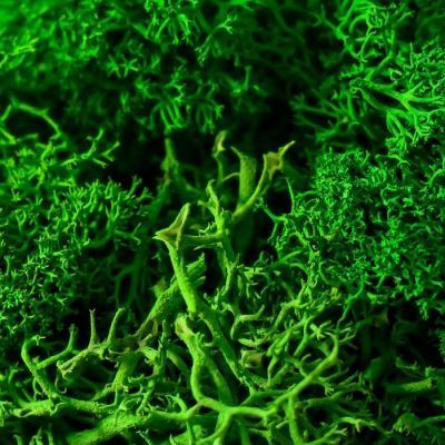 Кашпо со стабилизированным мхом "Хорошего настроения"