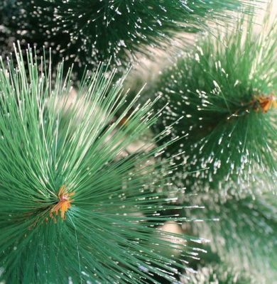 Искусственная елка с шишечками и инеем на ветвях (h = 150 см)