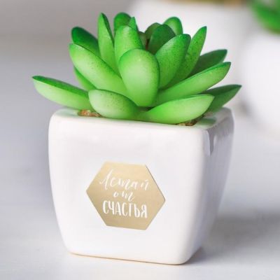 Суккулент в керамическом горшочке «Летай от счастья», 7.5 × 5.5 × 6 см