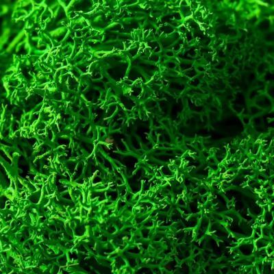 Кашпо со стабилизированным мхом "Цвети и Пахни"