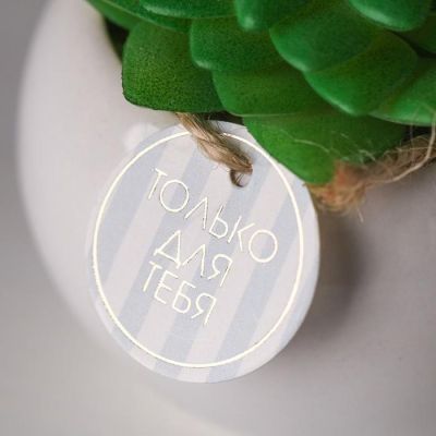 Суккулент в керамическом горшочке «Только для тебя», 7 × 7.5 × 7.5 см