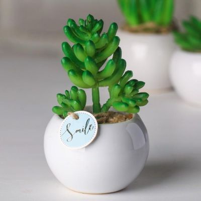 Суккулент в керамическом горшочке Smile, 9.5 × 7.5 × 7.5 см